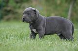 CANE CORSO 1331